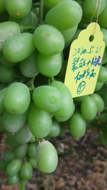 白粉病对照.png