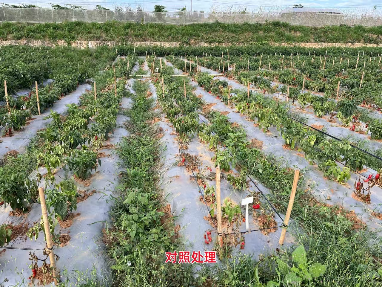 微信圖片_20250605115638.jpg