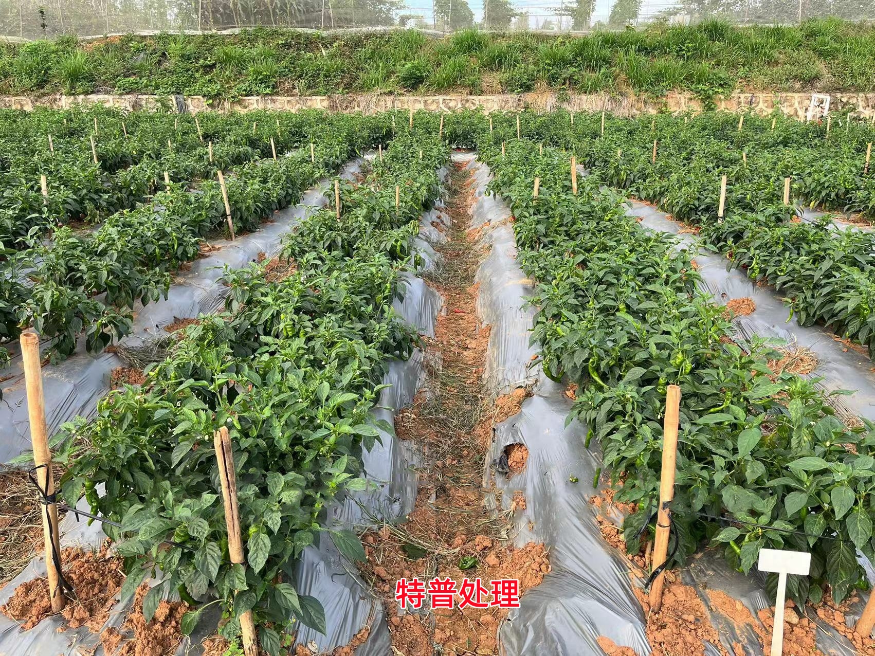 微信圖片_20231113115705_副本.jpg