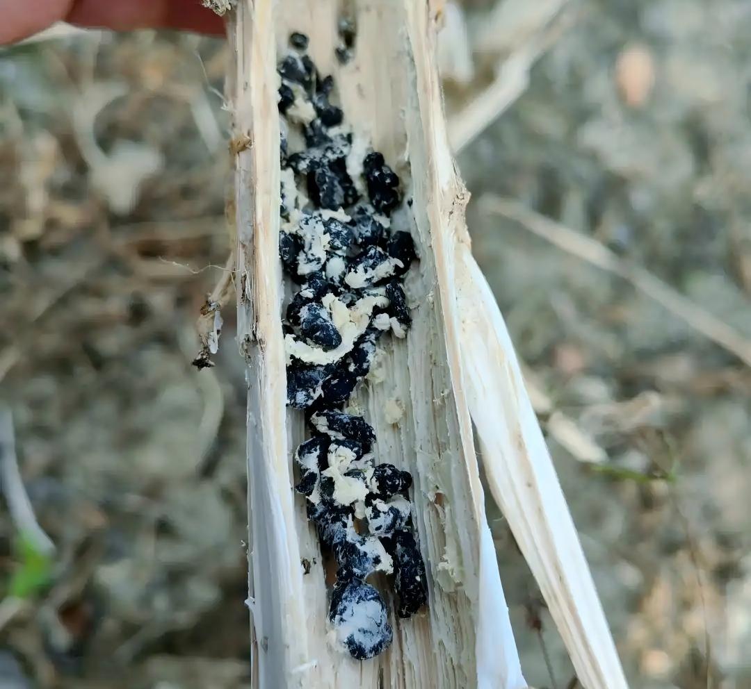 1761806847757784UuJt.jpg 9922720e0cf3d7cac21e9e5bec6368066a63a9bb.webp(1).jpg