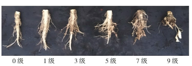 1762412771256917az9I.png 圖片1(1).png