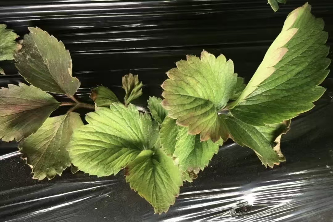 1763001024290323NHUV.jpg 微信圖片_20251112105023_322_102.jpg